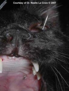 Figure 3A. Oral foreign body penetrating globe in a cat