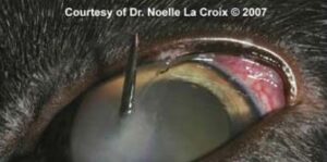 Figure 3B. Penetrating ocular foreign body in a cat