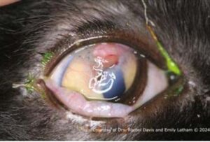 Figure 1B - 15 days following repair of cornea with conjunctival graft OD