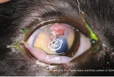 Figure 1B - 15 days following repair of cornea with conjunctival graft OD