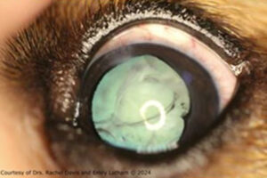 2 weeks pos-phacoemulsification OS in dog