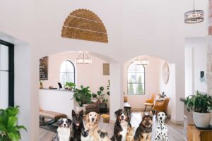 Dogs and cats in eye clinic waiting room