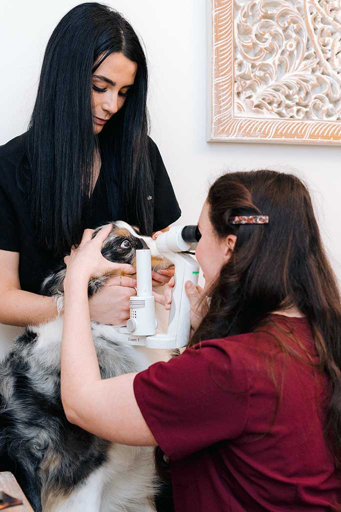 Animal Eye Conditions in Dogs