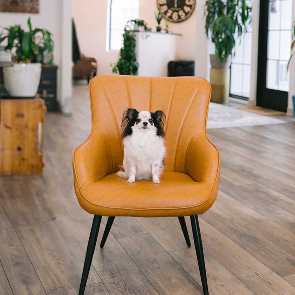 Dog in waiting room who will receive gentle eye care at Animal Eye Clinic