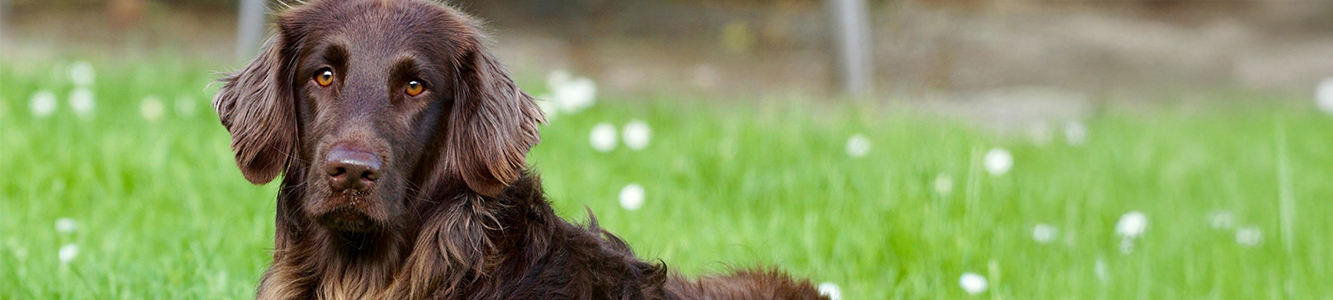 Animal-Eye-Clinic-Veterinary Publications