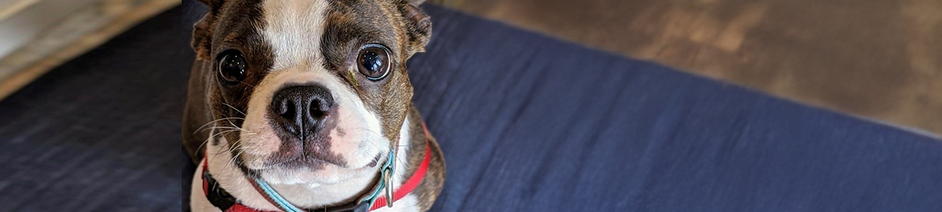 Animal Eye Clinic- schedule an appointment online