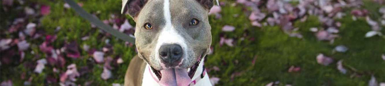 Animal-Eye-Clinic-prescription-refills-banner