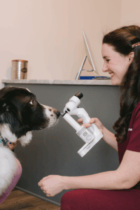 Dog receiving gentle eye care at Animal Eye Clinic