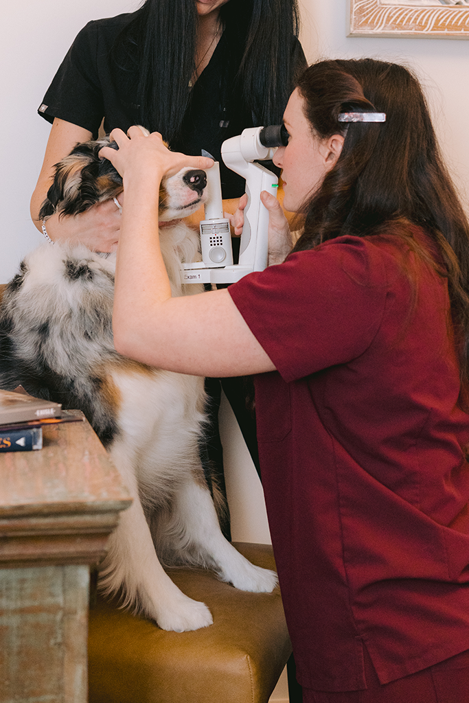 Dog receiving gentle eye care at Animal Eye Clinic