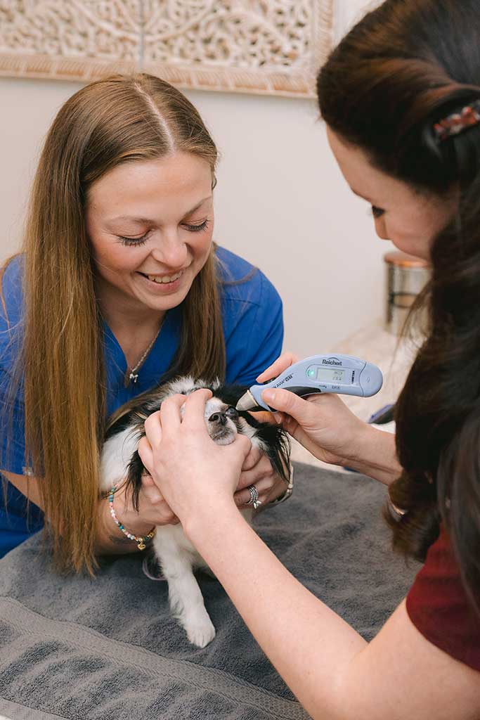 Dog receiving gentle eye care at Animal Eye Clinic