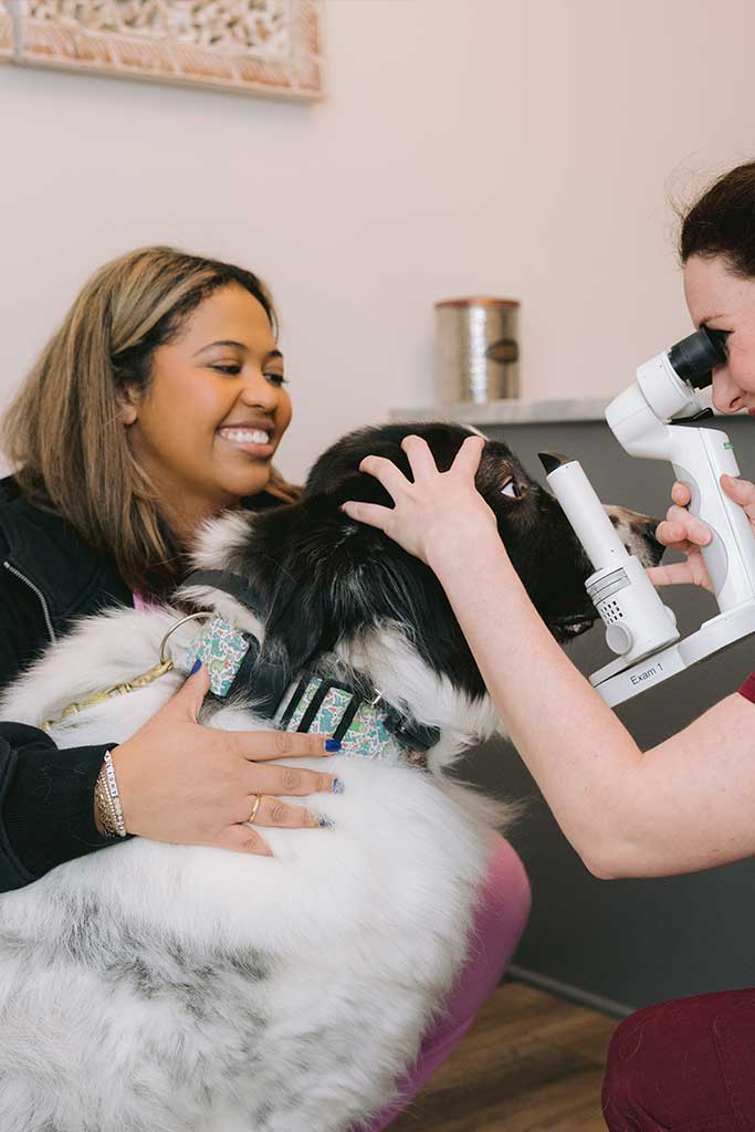 Dog receiving gentle eye care at Animal Eye Clinic