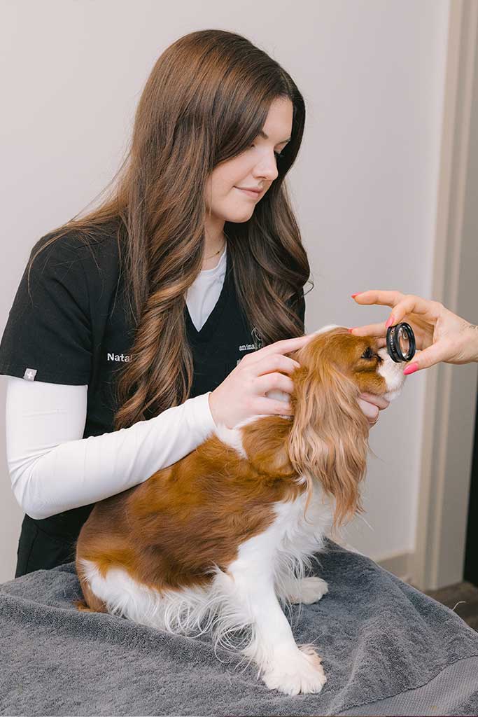 Dog receiving gentle eye care at Animal Eye Clinic