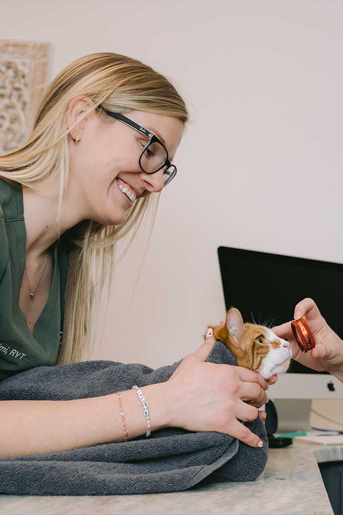 cat receiving gentle eye care at Animal Eye Clinic
