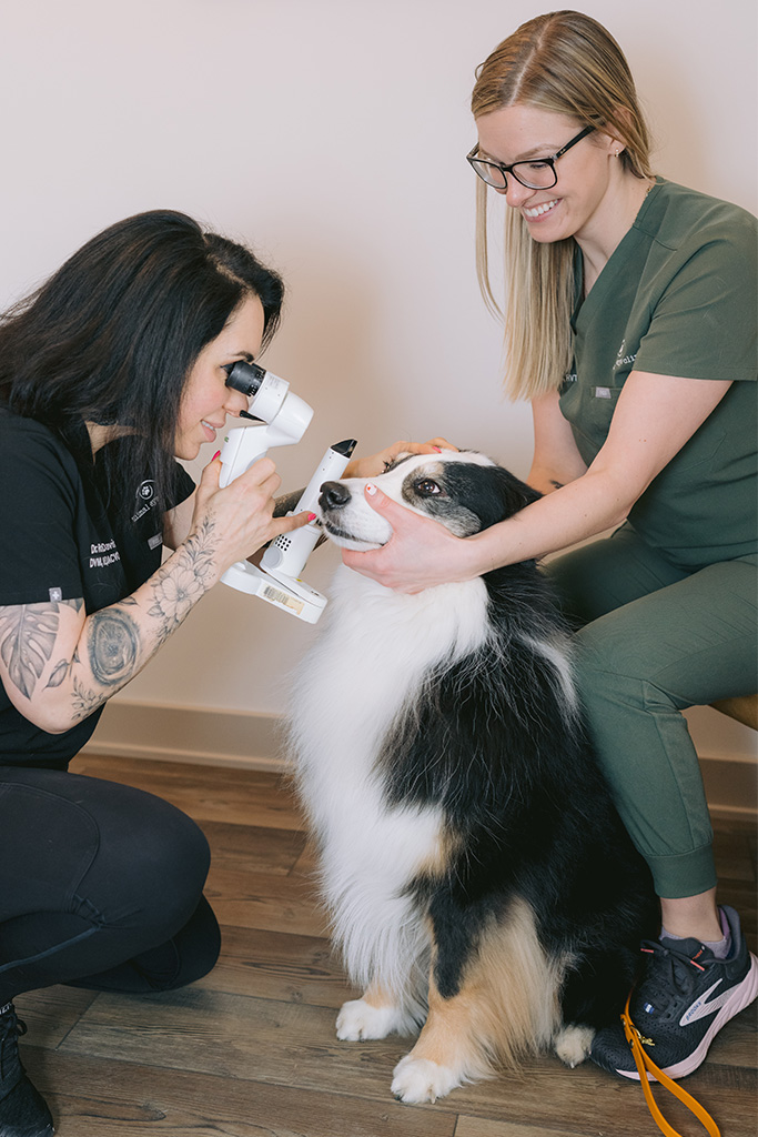 Dog receiving gentle eye care at Animal Eye Clinic