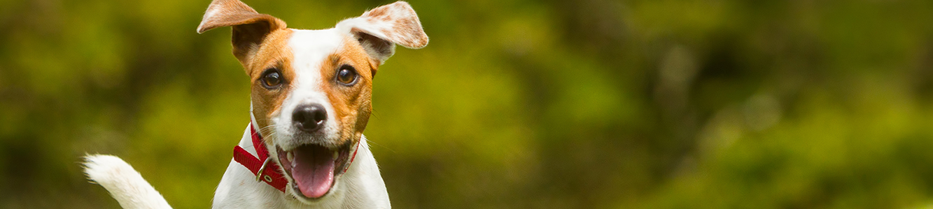 Animal Eye Clinic refer a patient banner