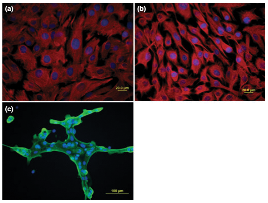 Photomicrographs of primary equine corneal cells