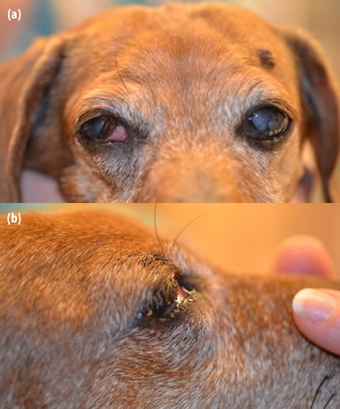 Front and side views of Leiomyoma of the third eyelid in dog