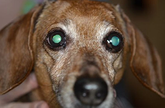 Leiomyoma of the third eyelid in dogs