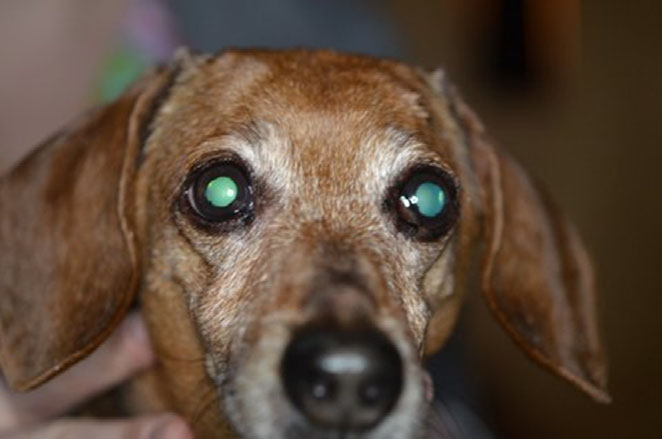 Leiomyoma of the third eyelid in dog