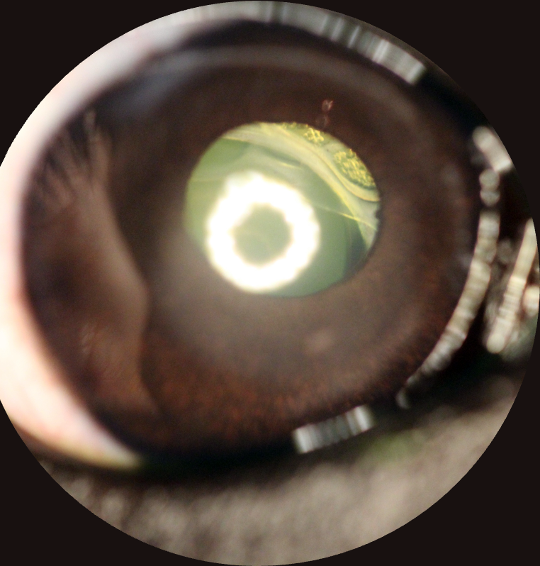 Explore post-operative outcomes of phacoemulsification in juvenile dogs