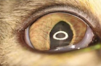 Uveitis, Phacoclastic in a cat – Feline