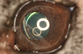 dropless cataract surgery in dogs