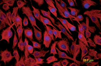 primary equine corneal cells