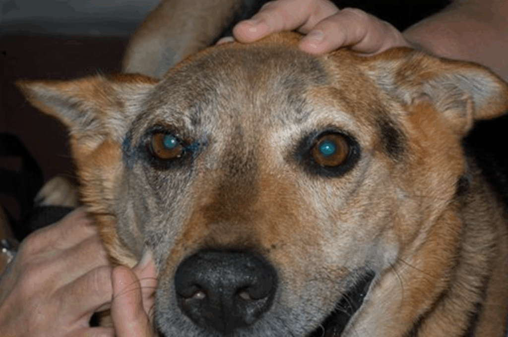 intradermal eyelid closure veterinary ophthalmology