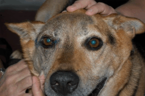 intradermal eyelid closure veterinary ophthalmology