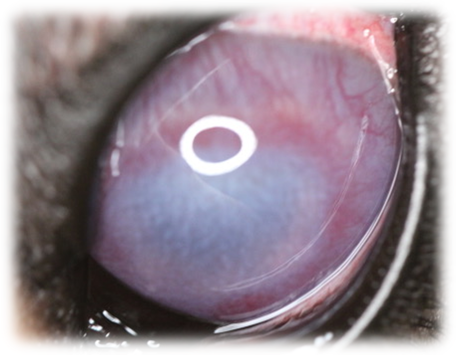 ocular blastomycosis treatment in dogs