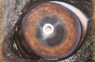 preventing enucleation in dogs