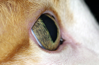 Aqueous-misdirection-in-cats